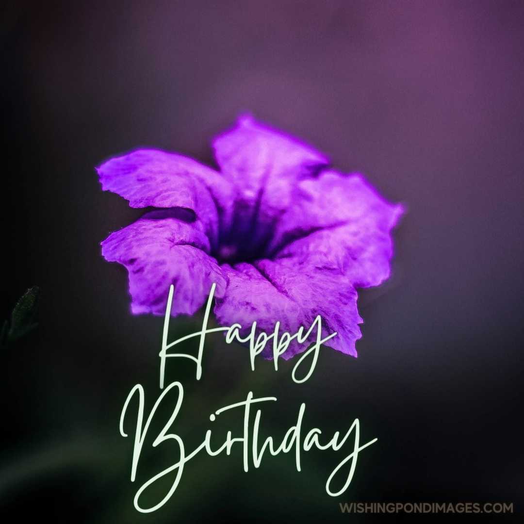 Close-up of beautiful Ruellia simplex flower on purple dark background. Happy Birthday Purple Flower